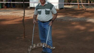 Turnkey snake awareness for exploration & mining projects