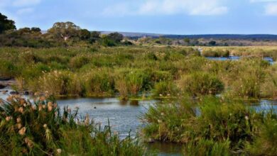 WEC Projects secures new orders from Lucara Diamond