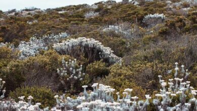 Biodiversity focus in EIA demands specialist skill set