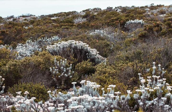 Biodiversity focus in EIA demands specialist skill set