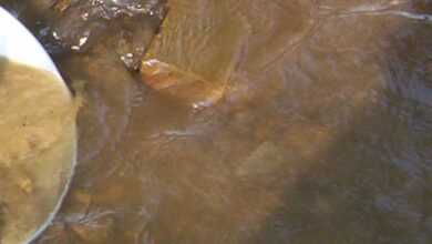 Robex Resources release second quarter performance report